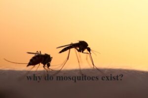 why do mosquitoes exist in detail
